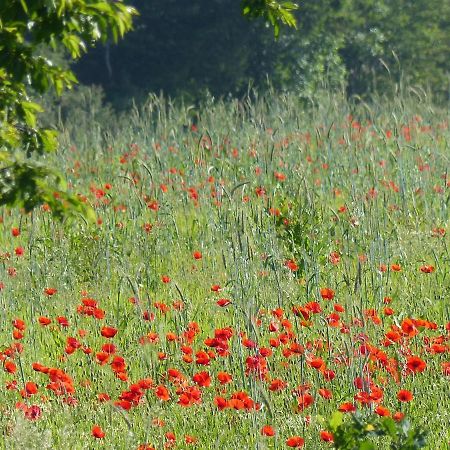 Au Ptit Coquelicot Villa Houyet Dış mekan fotoğraf