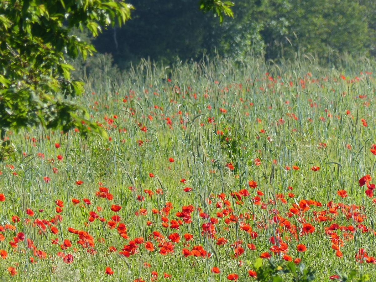 Au Ptit Coquelicot Villa Houyet Dış mekan fotoğraf